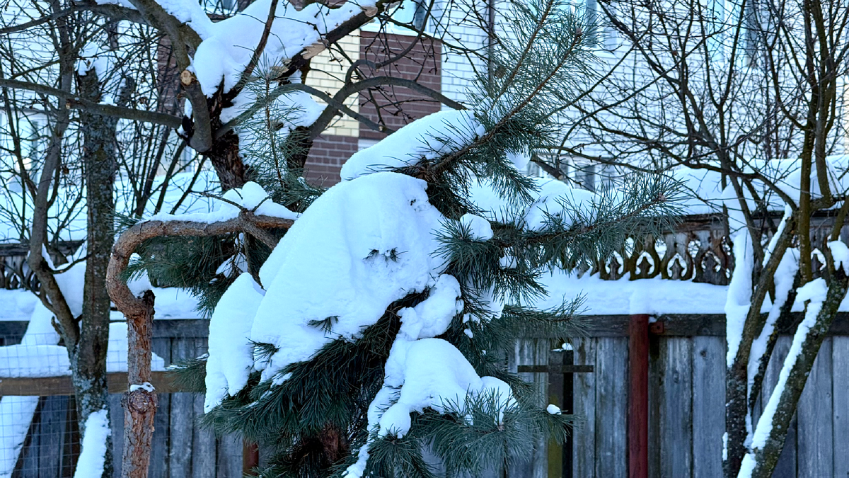 Снег на сосновых лапах, слой сантиметров 20, 10 февраля 2026 
