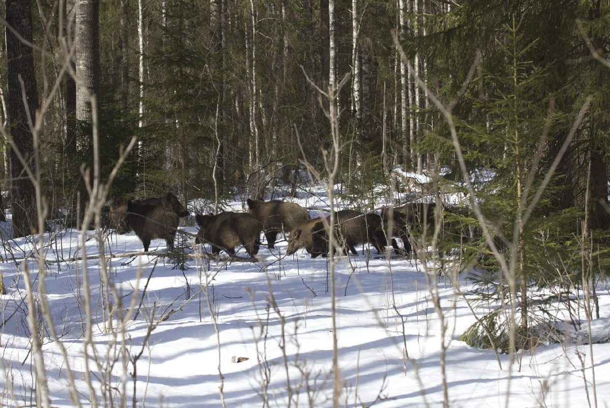 Автор фото: Анатолий Смирнов