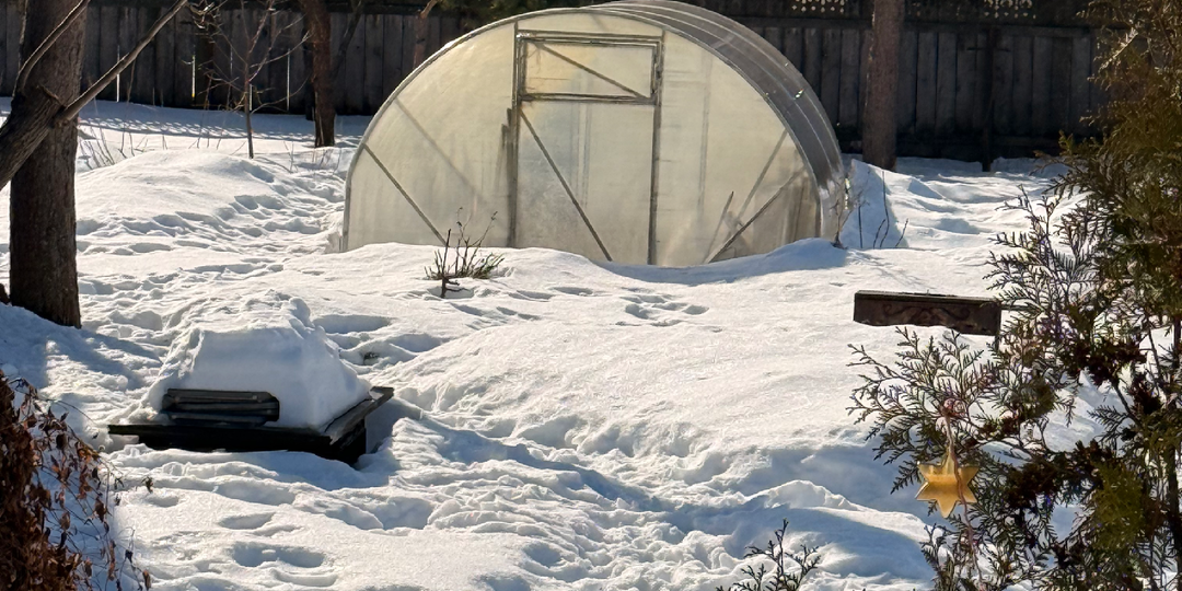 Готовим теплицу к весне: дезинфекция и ремонт