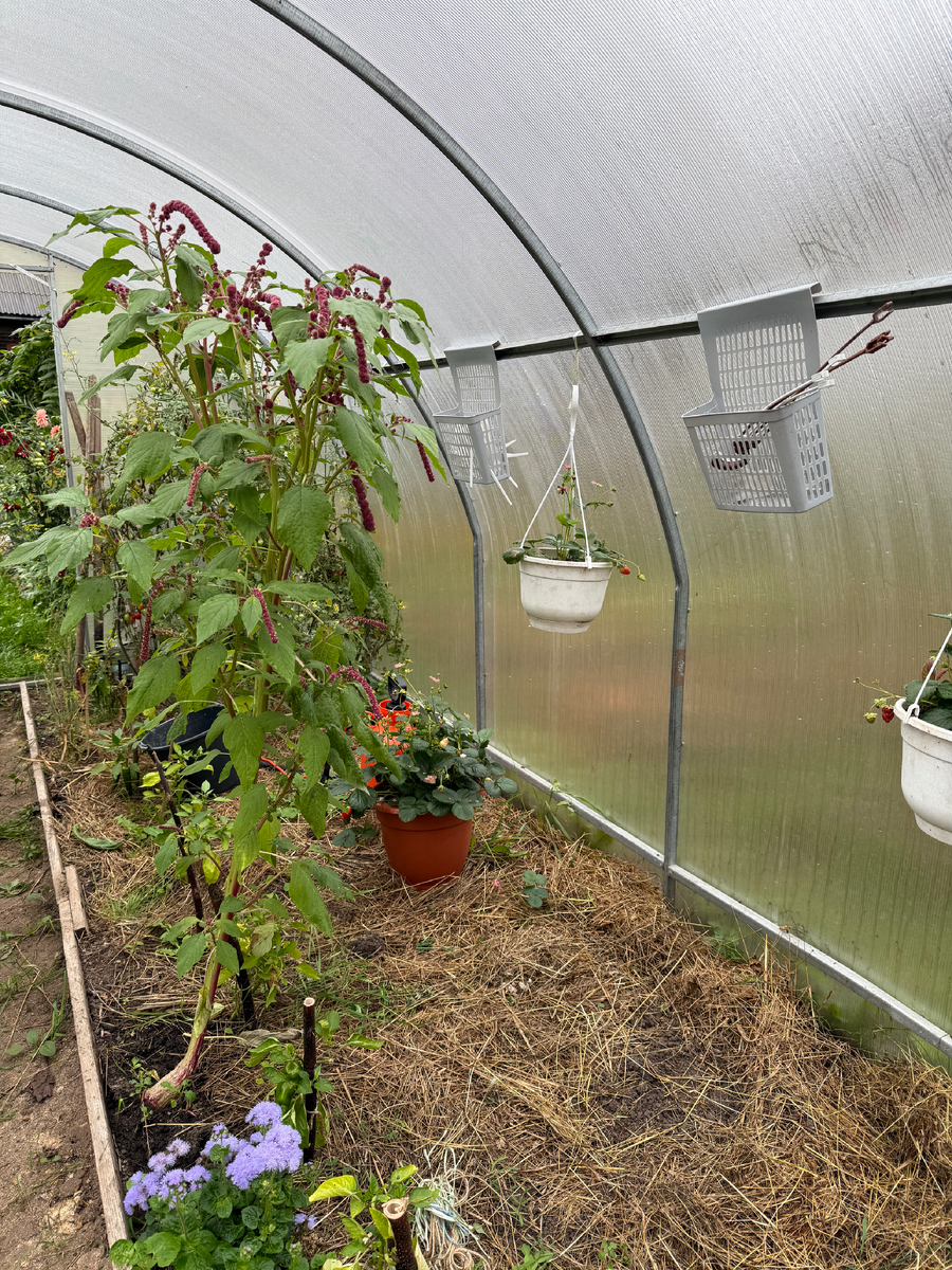 Октябрь 2025. Теплица весь сезон была замульчирована сеном. Помидоры уже убраны, постепенно заношу сюда растения в кашпо.
