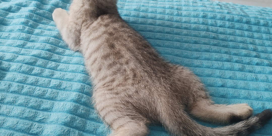 О чем говорит хвост вашей кошки