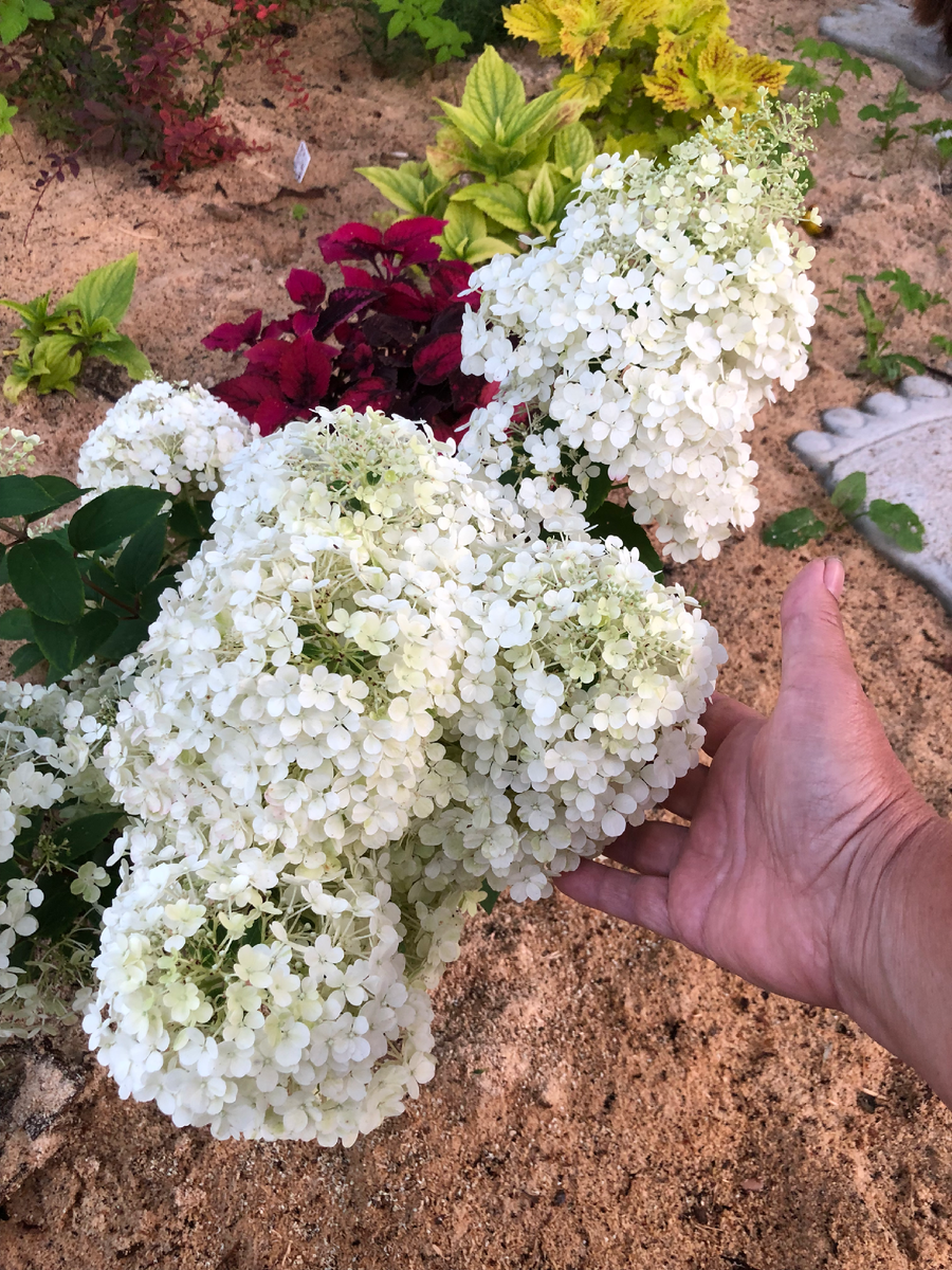 Гортензия Бобо, цветет первый год, 2025