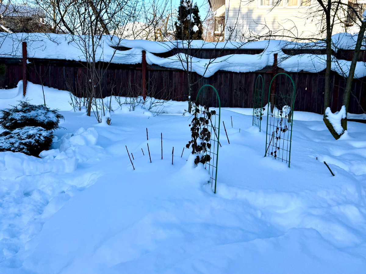 Пильчатые гортензии где-то там у забора. Укрыты капитально, да еще засыпаны снегом сантиметров 40-50, февраль 2026