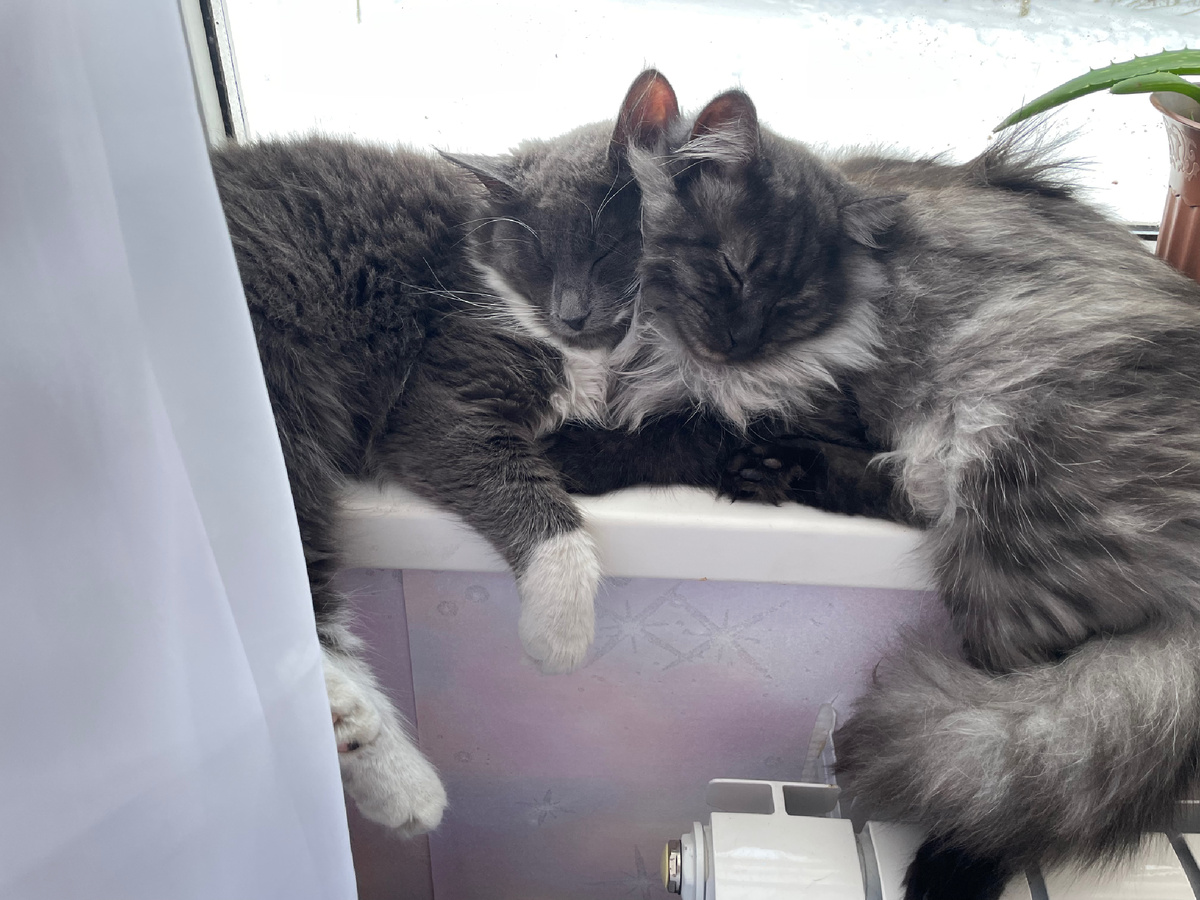 🐱 🐱 🐱 