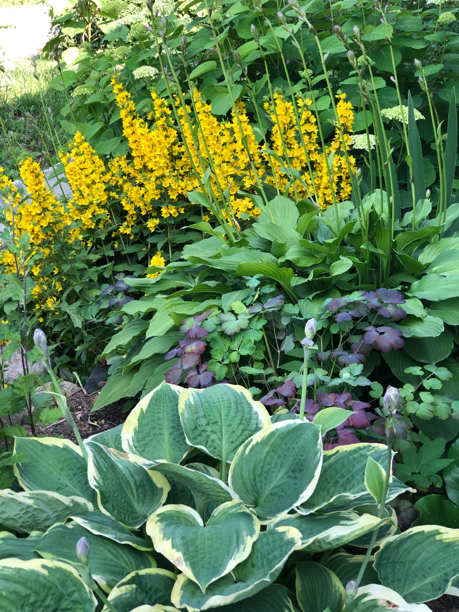 На первом плане хоста растет уже много лет. Скорее всего, сорт Кристмас Три. Сзади подорожниковая, тоже долгожитель