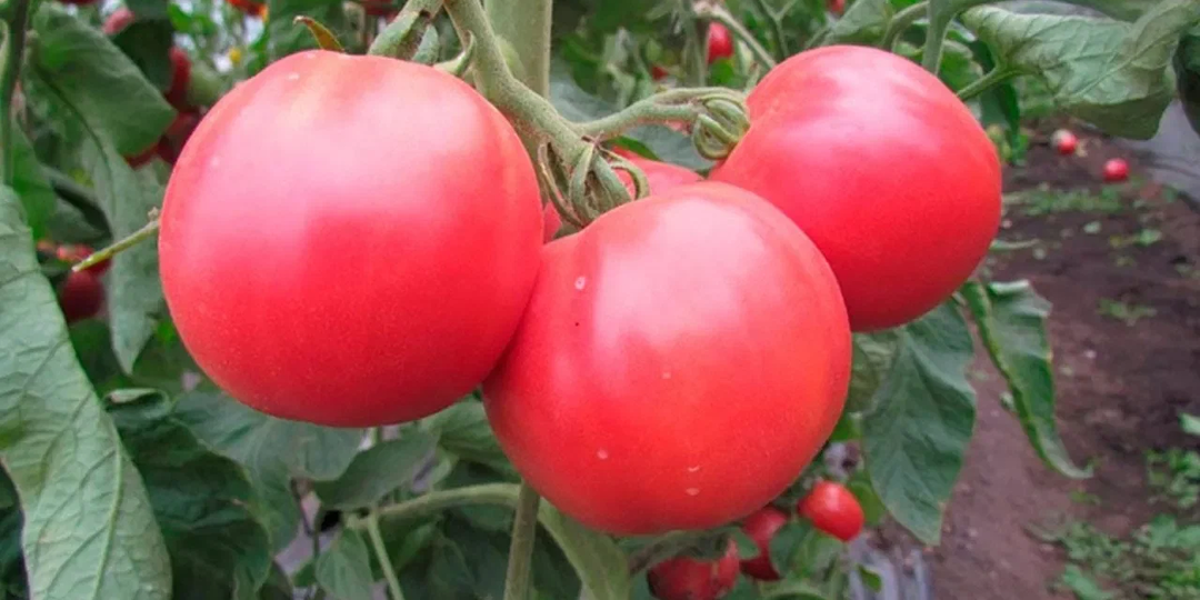Садим надёжные помидоры с которыми точно не останемся без урожая