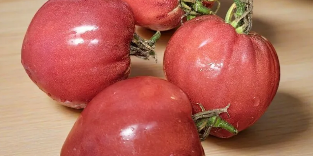 Галя, у нас отмена! Перечеркиваем все планы посадок!