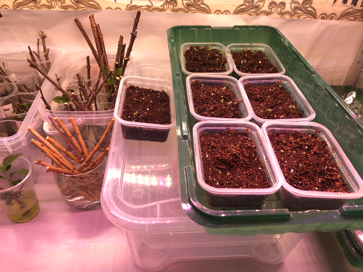 Черенки метельчатых гортензий в воде, февраль 2025