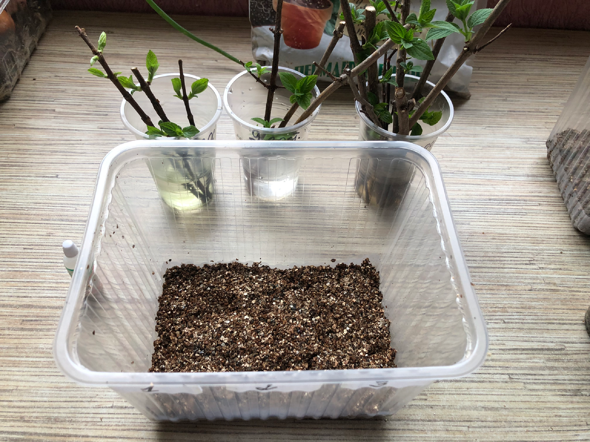 Посадка почек гортензий в вермикулит, март 2025