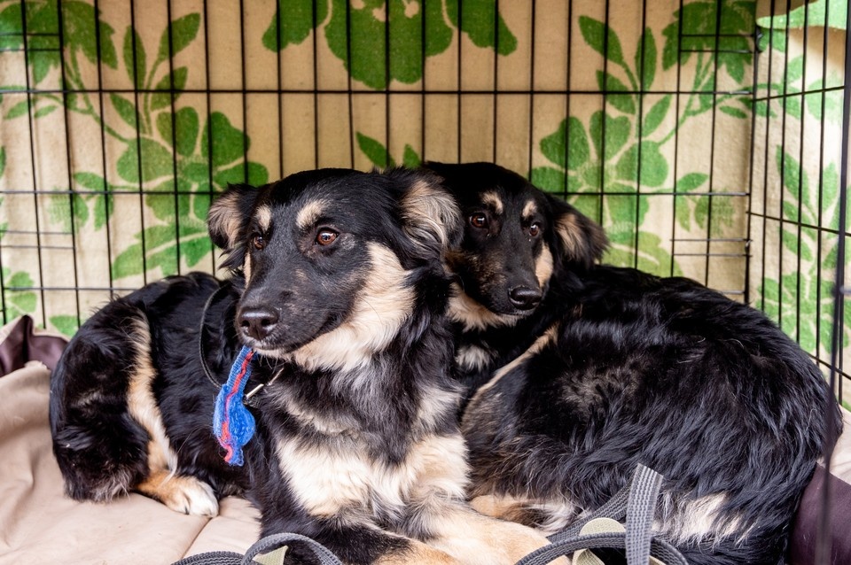    Фото со страницы приюта "Дорога добра". Фотограф Ирина Наумова.