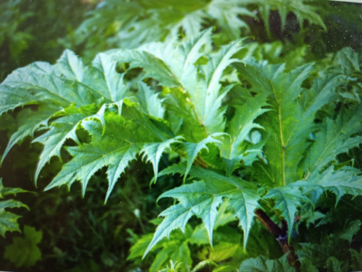 Борщевик Мохнатый