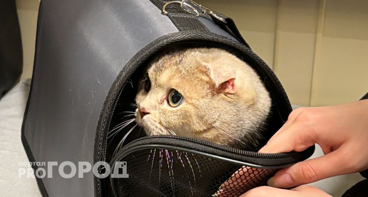    Из архива "Про Город"