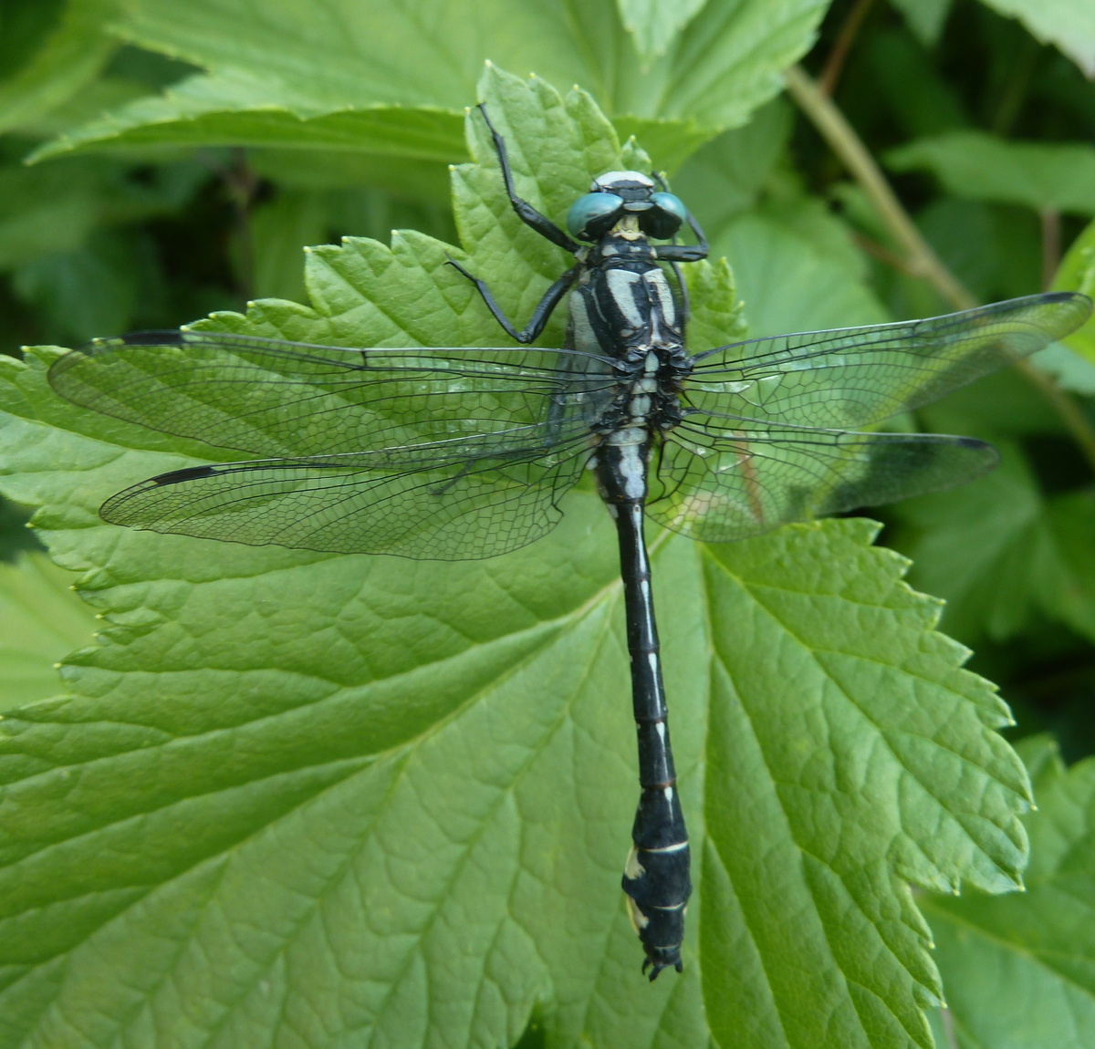 Дедка обыкновенный, самец