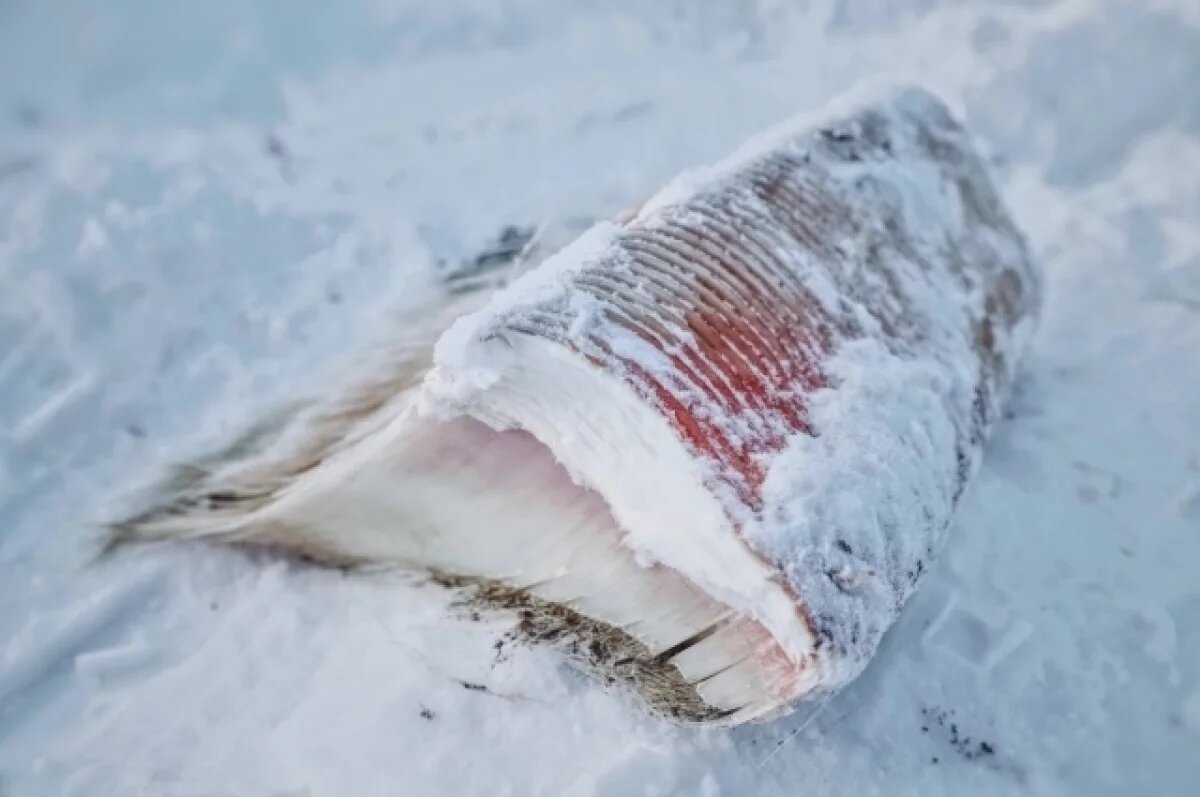    Пятиметрового кита выбросило у берегов села Яблочное на Сахалине