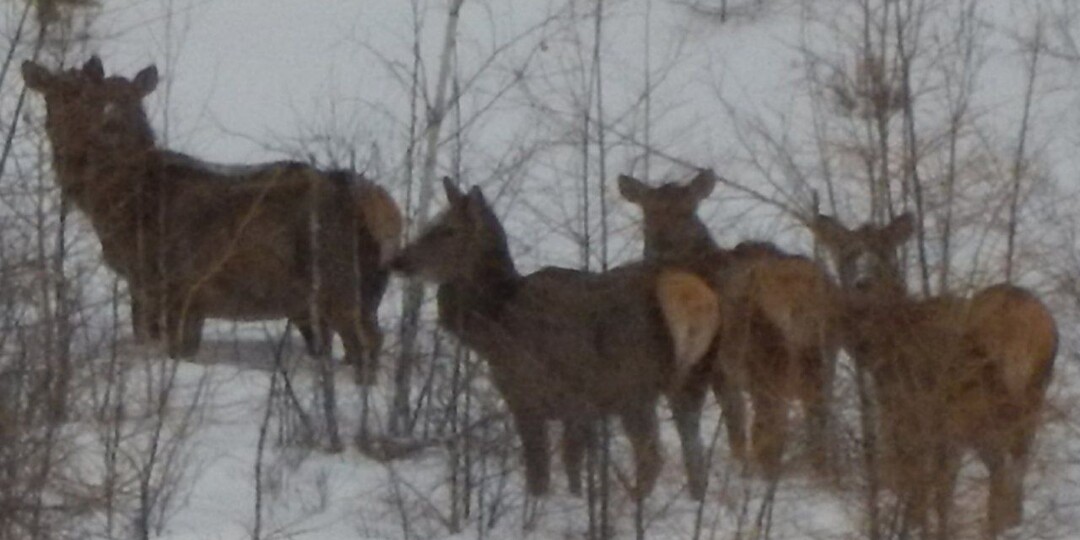 Пять изюбрей-великанов близко подошли к инспектору в заказнике Забайкалья