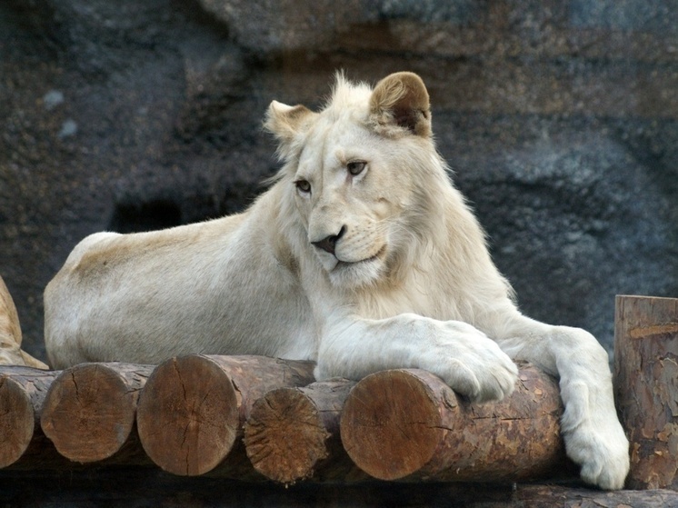     Фото: vk.com/club_udm_zoo