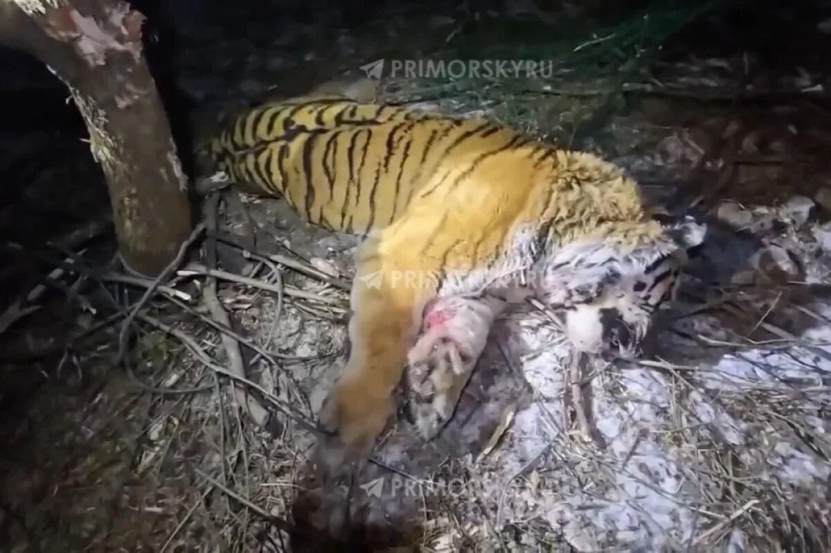    Шестой и седьмой конфликтные тигры отловлены в этом году в Приморье