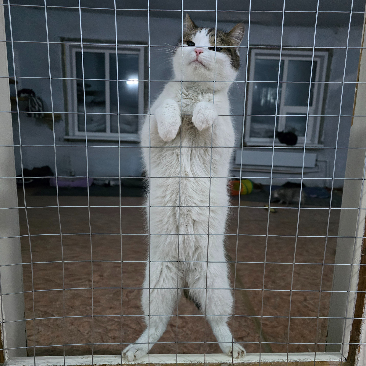 Саруман демонстрирует высочайшую королевскую осанку стоя