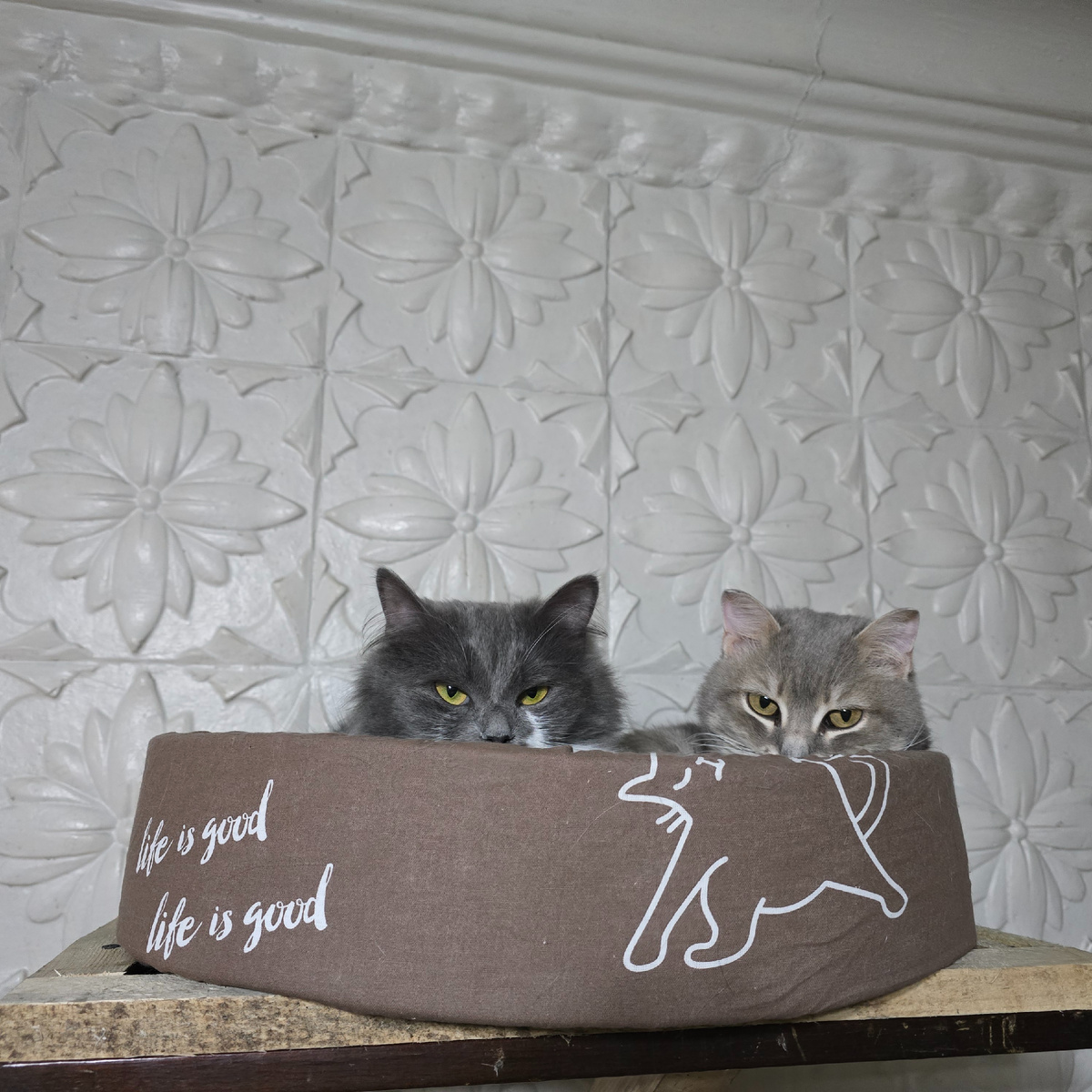 Алиса и Мустафа в уютном домике