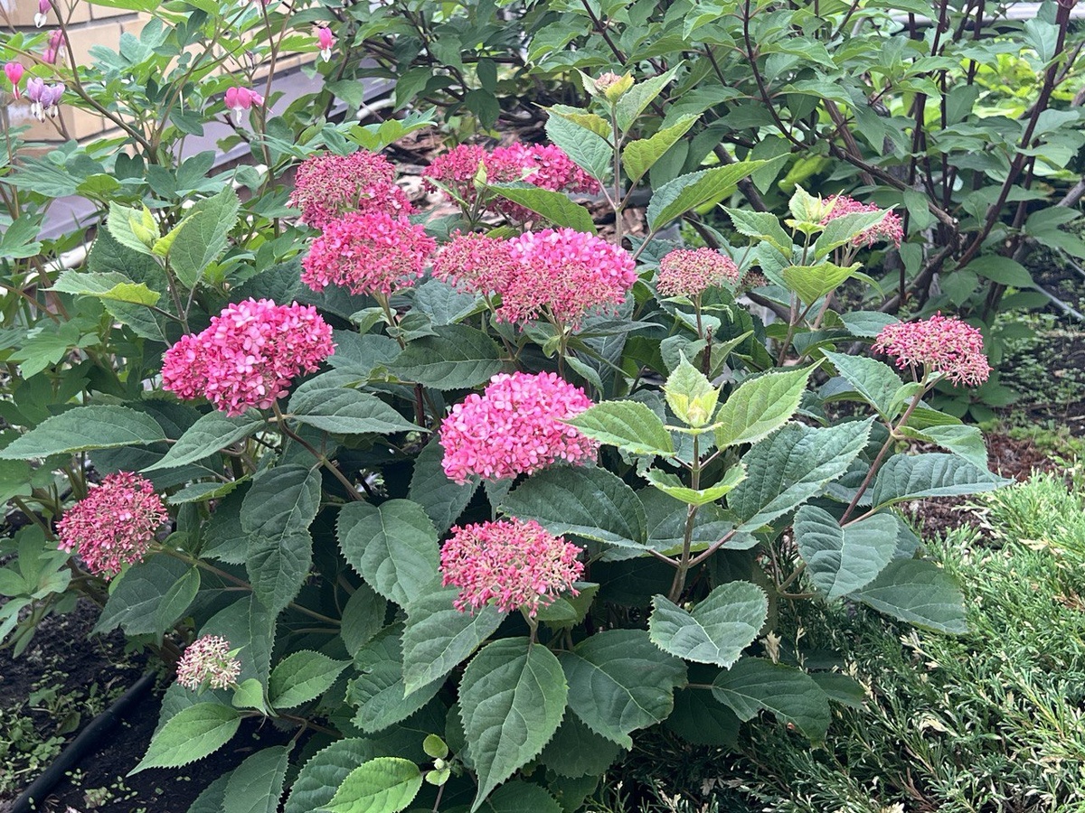 Древовидная гортензия Руби Аннабель. Фото автора