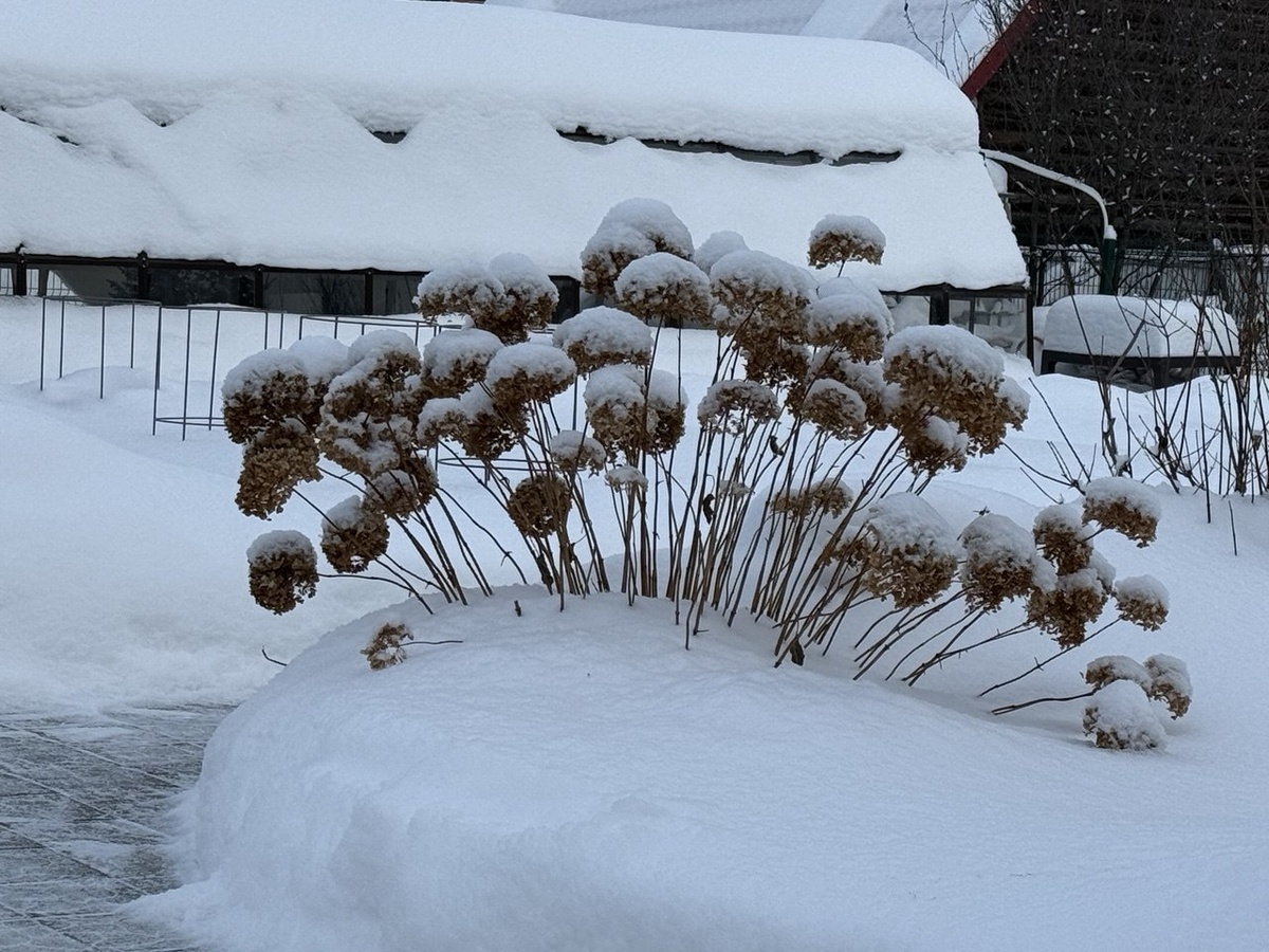 Я всегда обрезаю весной и не всегда удаляю соцветия на зиму.