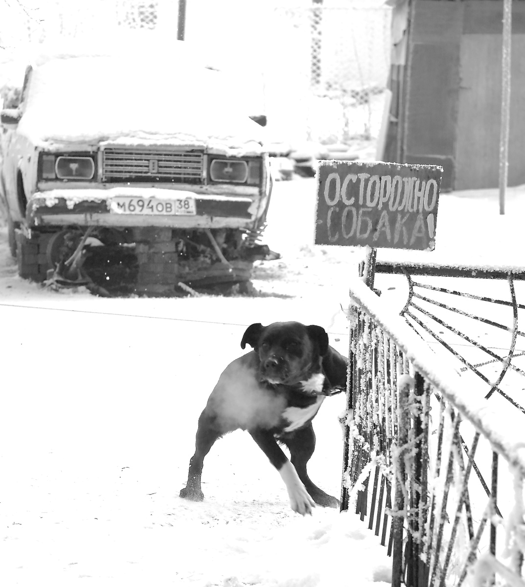 Фото Александра Шудыкина: Собачий холод