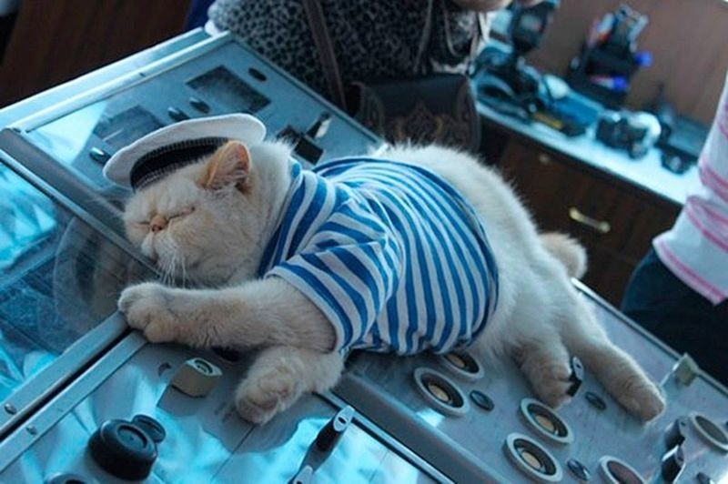 Кот Матрос служит уже более 13 лет. Матрос попал на борт маленьким котёнком, его принёс капитан теплохода Владимир Котин. Питомцу выдали форму: тельняшку, бескозырку и спасательный круг