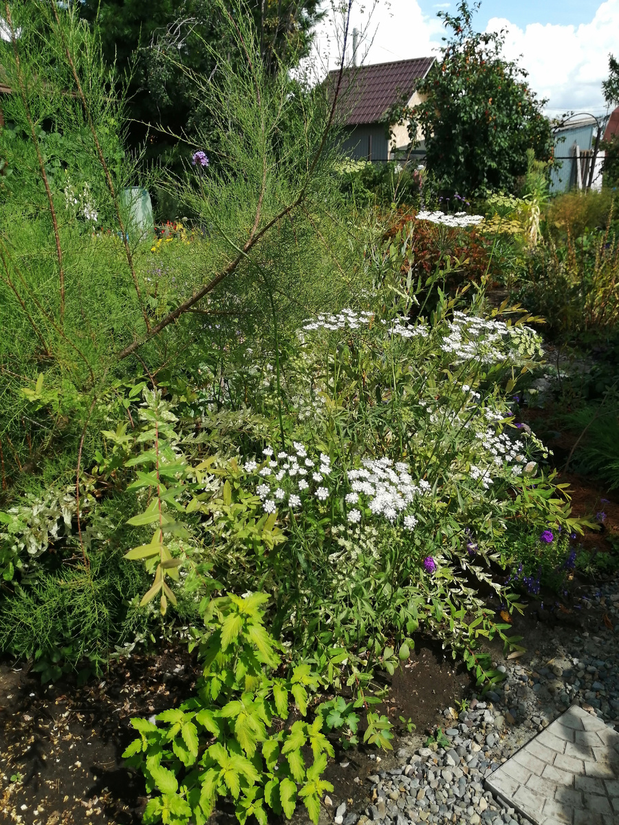 Самосев амми большой, лето 2025