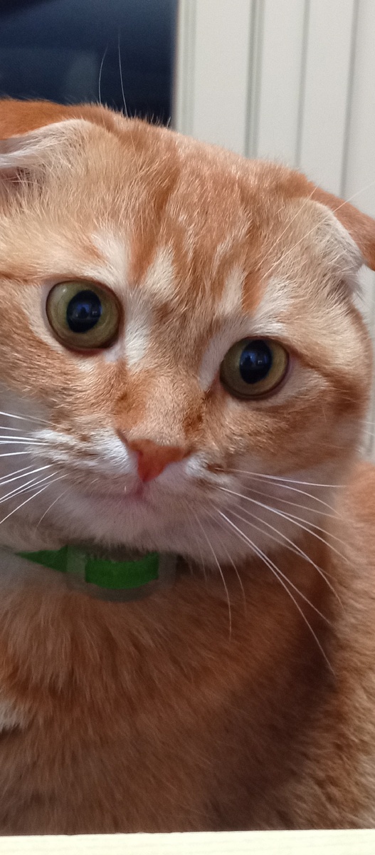 Мурзик проводит плановую инспекцию