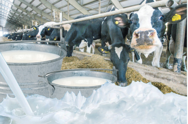    Считается, что коровье молоко, полученное в день Нины, обладает целебной силой. Фото: Коллаж АиФ/ Кирилл Романов