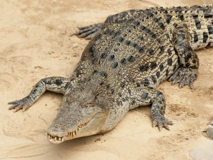     Фото: Aleksey Smyshlyaev/ Global Look Press