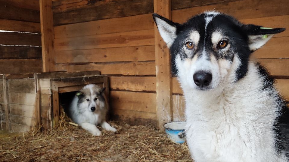 В приюте на 1200 собак закончилась крупа. Нечем кормить питомцев.