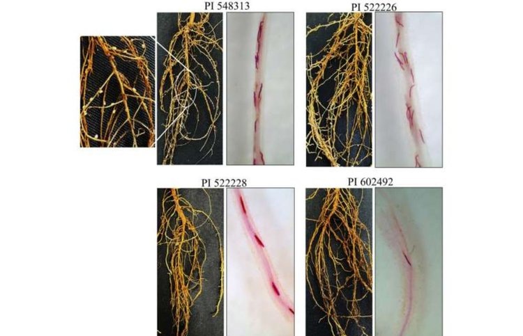    Фото: Molecular Plant–Microbe Interactions (2025). DOI: 10.1094/mpmi-06-25-0069-fi