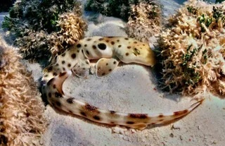 Ходячие акулы нарушают правила эволюции и размножения