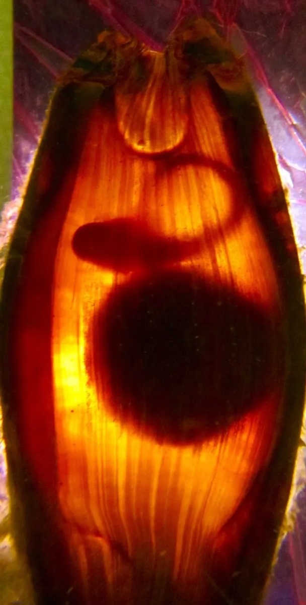 Эмбрион ходячей акулы (Hemiscyllium ocellatum). Фото предоставлено Мартейном Джонсоном.