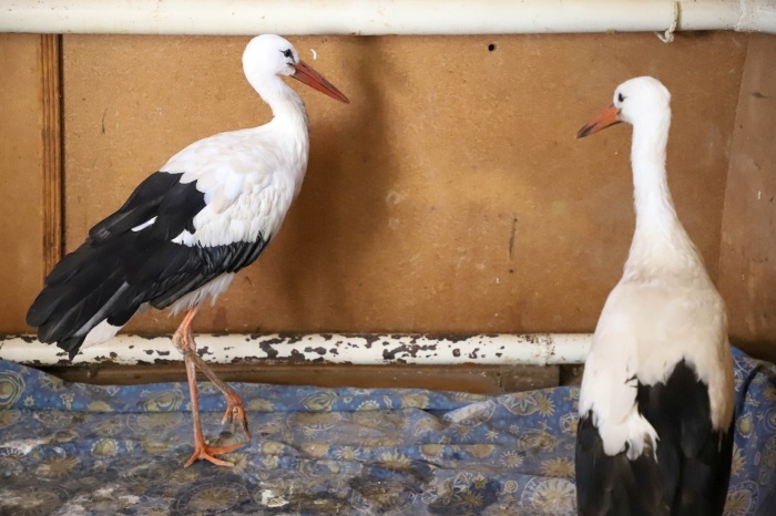 Стоял у ворот на одной лапке: супруги из Брянской области выхаживают двух аистов с травмами