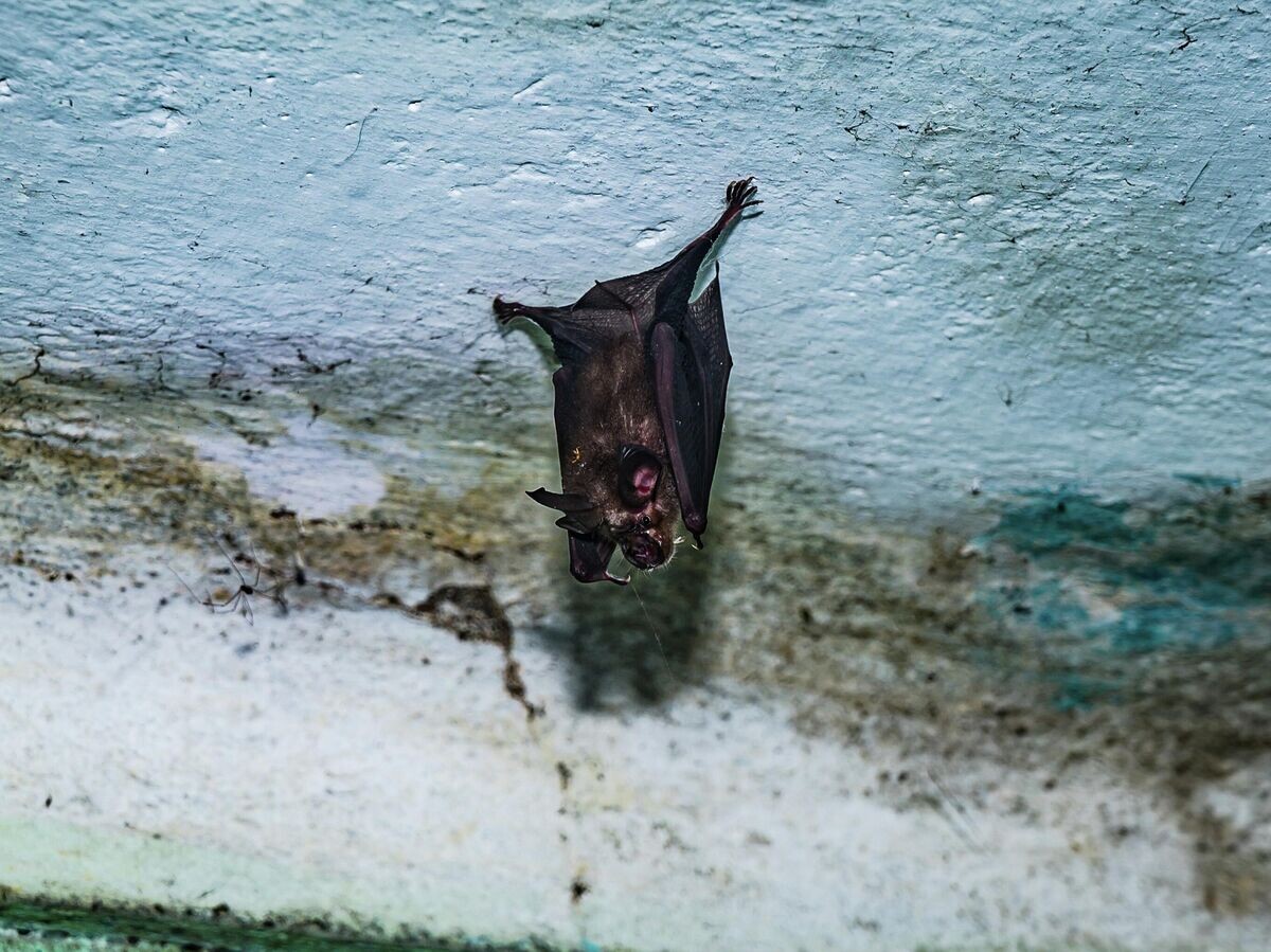    Индийская летучая лисица | © Getty Images / NurPhoto/Soumyabrata Roy