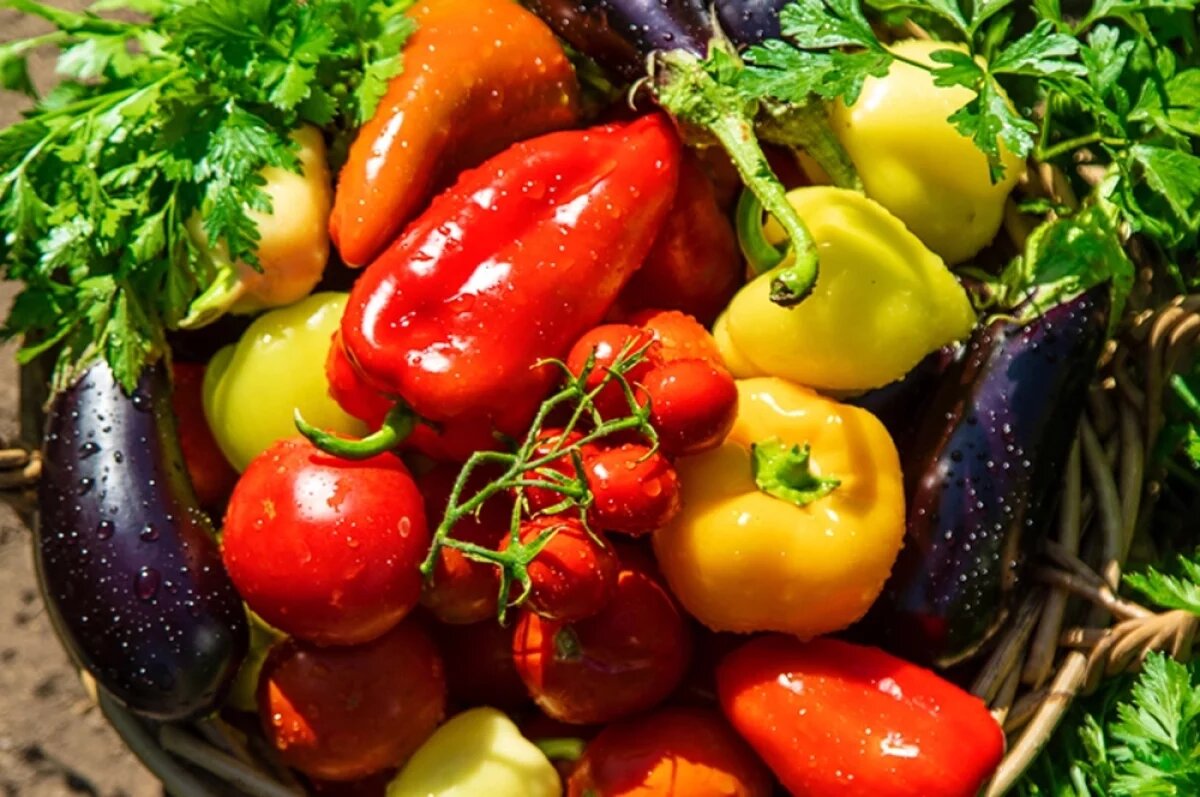    Конец января и февраль — время, когда можно посеять на рассаду перцы, томаты, баклажаны.