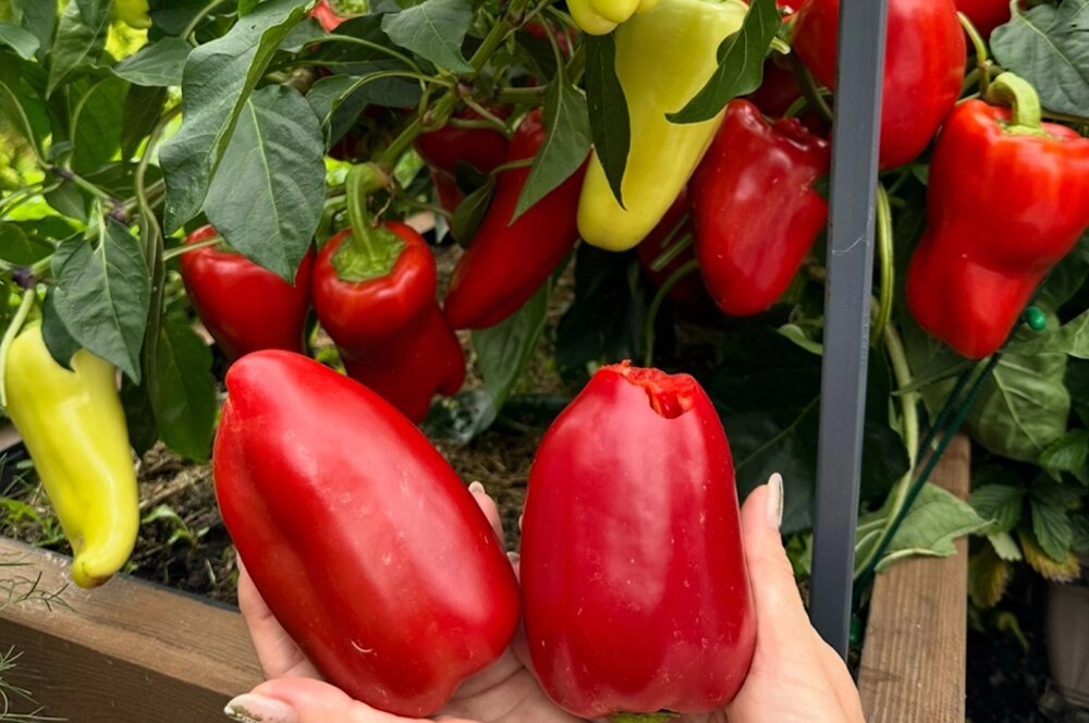    Пилот F1. Фото: из личного архива Марии Зизюли