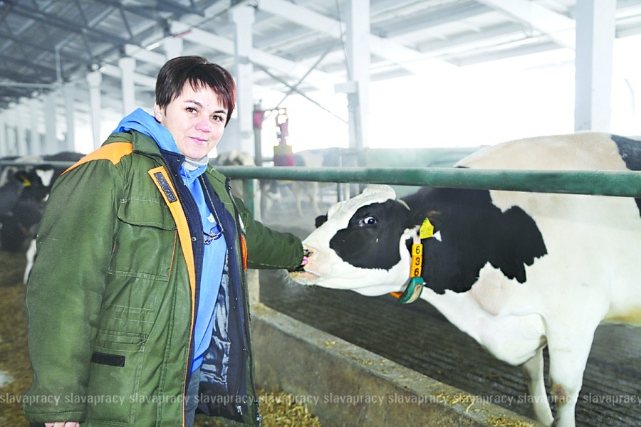     Молоко зимней закалки: формула комфорта для буренок от ОАО "Копыльское"