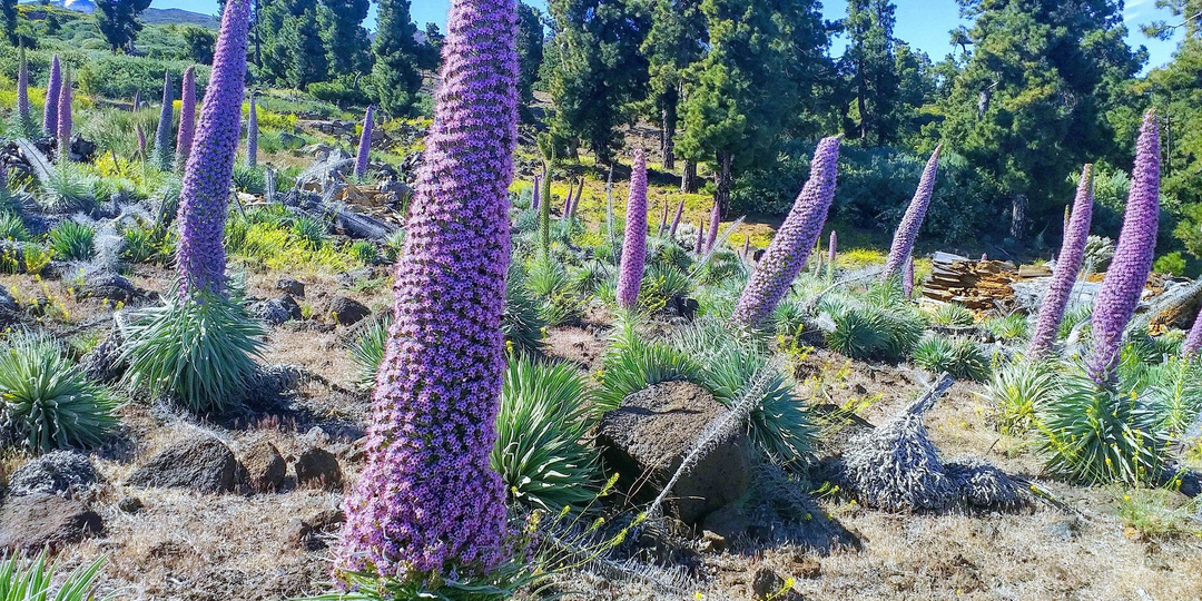 Тахинасте: растение, которое живёт ради одного дня