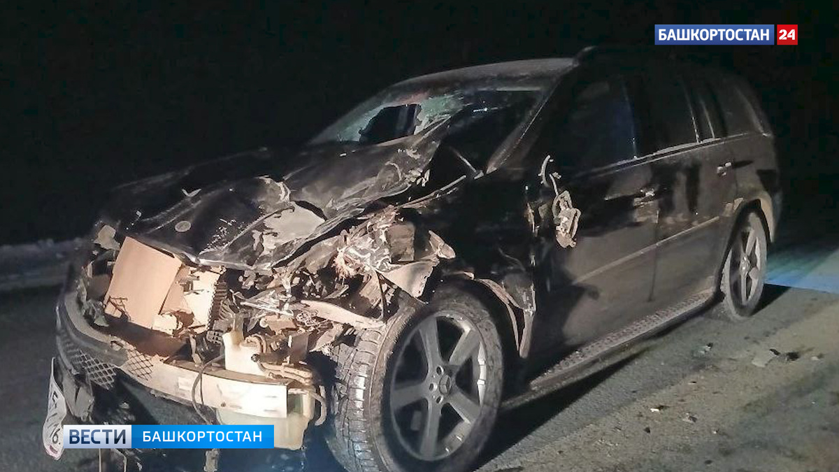    Mercedes сбил лошадей на трассе в Башкирии