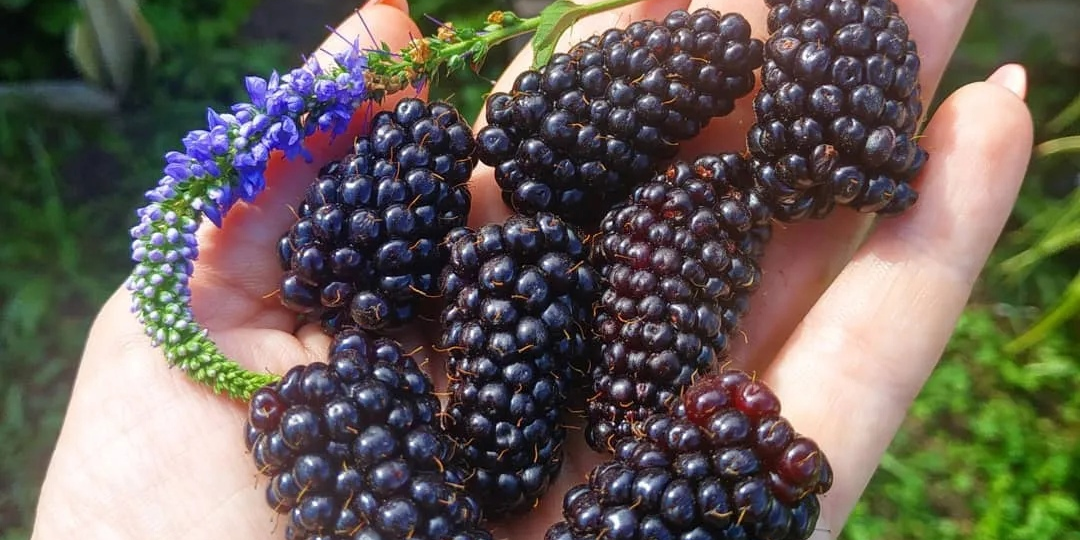 Ежемалина: ягода, которую трижды спасали от забвения