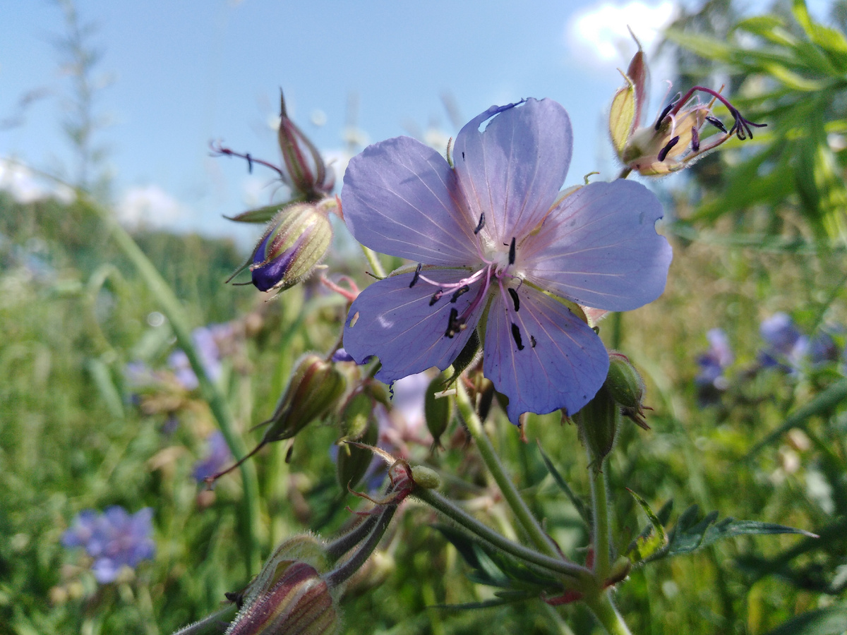Одно из первых фото с нового участка - герань луговая, потрёпанная, но живая
