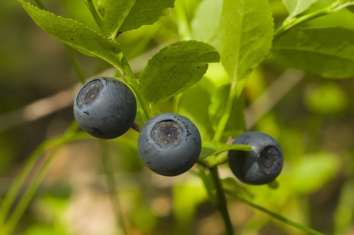    Фото: Photoagency db-Studio/Russian Look