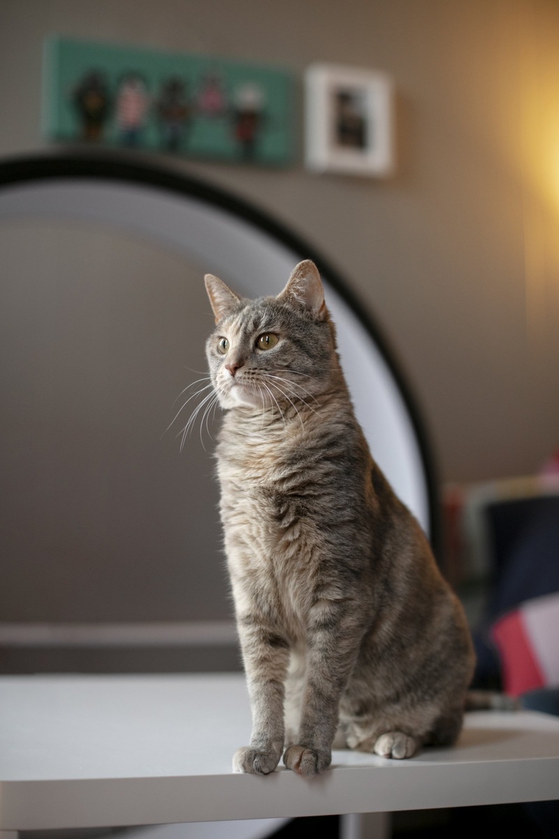    Регулярные игры и общение критически важны для поддержания тонуса и хорошего настроения бобтейла