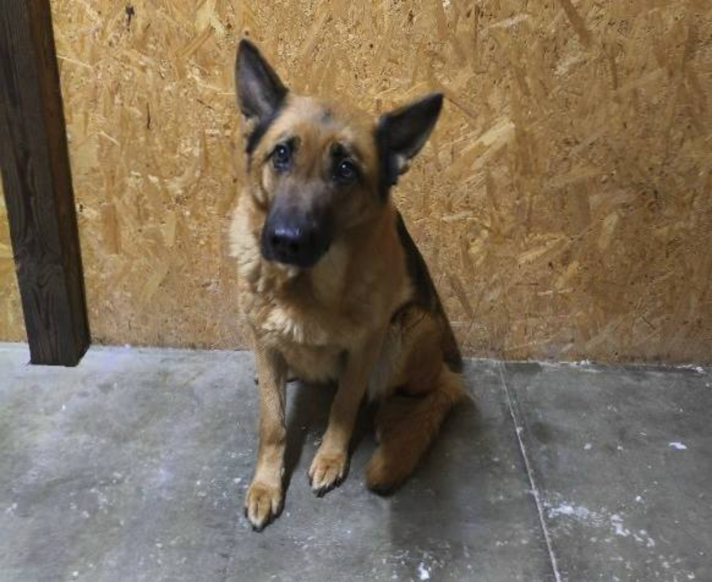    Теам Зильбер Вассерфаль Ниагара родилась в 2017 году