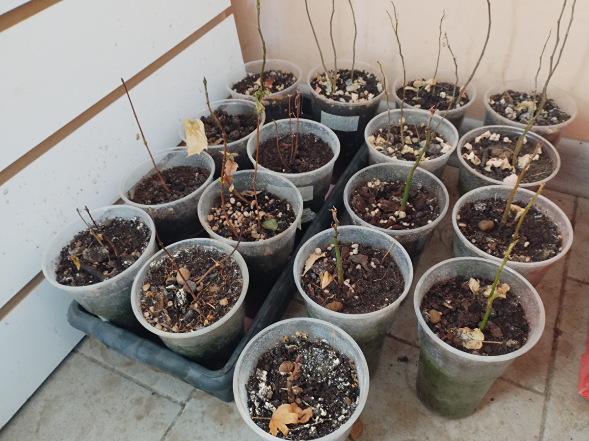 Слева в ящике зимуют клены Гиннала и один клен остролистный.