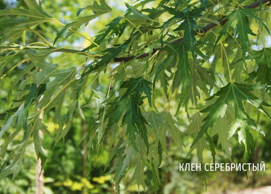 Вот так выглядит клен серебристый, фото взято из интернета.
