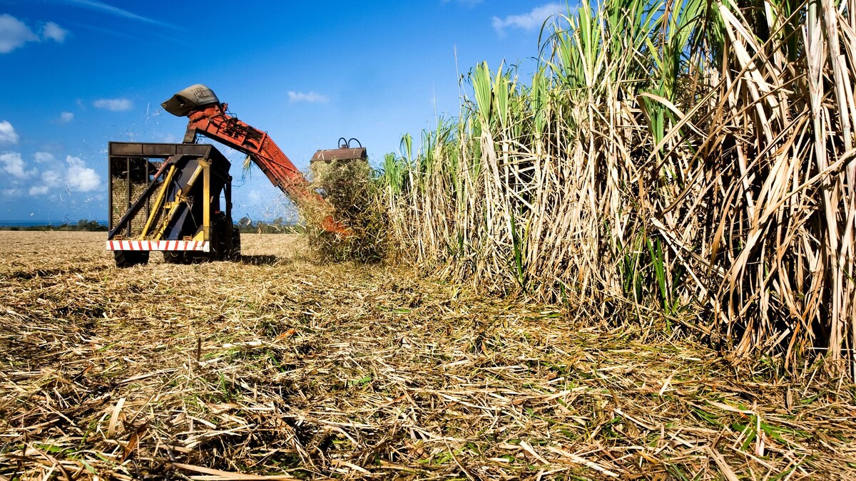 Сбор урожая на острове Маврикий. Фото из открытых источников.